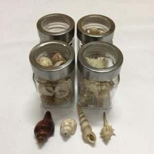 Seashells in Bottle (Bagan Langkawi Shells)