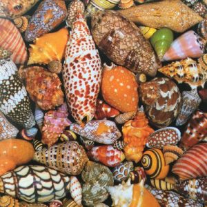 Seashells