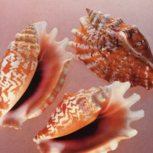 Conch Shells (T)