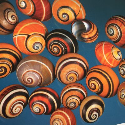 Land Snails Specimens