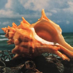 Conch Shells (C)