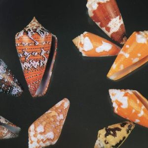 Cone Shells