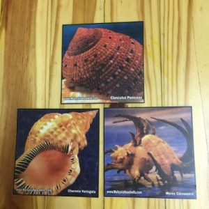 Shells Sticker Series 2