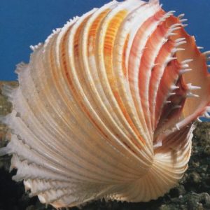 Treasure From The Sea