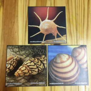 Shells Sticker Series 1