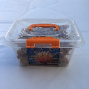 Craft Box(Terebra Turritella )TT59