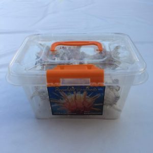 Craft Box(Ramose Murex)MR139