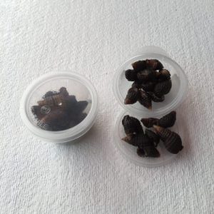 Clypeomorus Moniliferus Small(67)