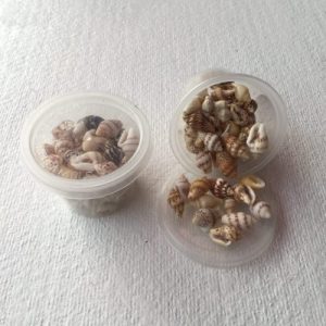 Pyrene Versicolor Small(161)