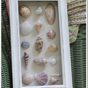 Ocean Curious and Souvenirs