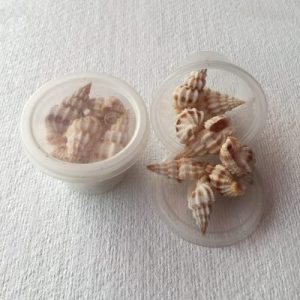 Phos Senticosus Small(168)