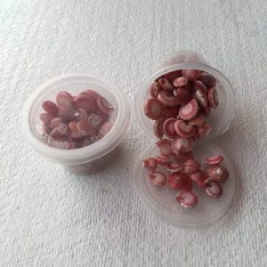 Umbonium Vestiarum Pink Small(43)