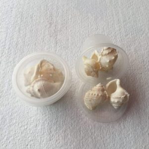 Small Bursa Rana/Common Frog Shell 128