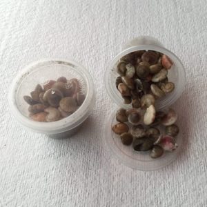 Umbonium Vestiarum Small(43)