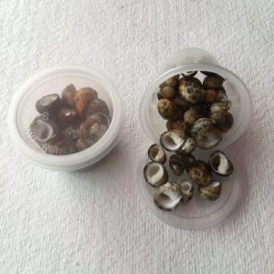 Nerita Chamaeleon Small(53)