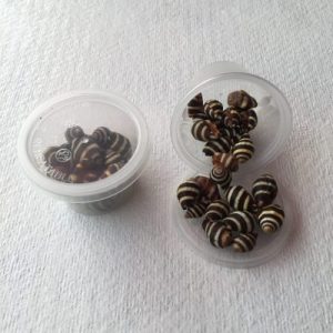 Engina Mendicaria Small