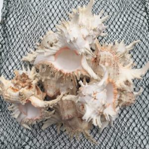 Weight Approx.3-4kgs