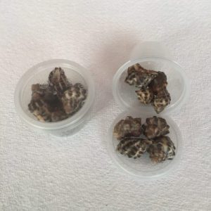 Thais  Clavigera Small (147)