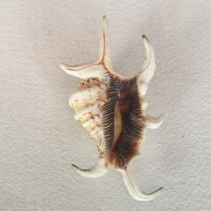 Lambis Arthritica(82)