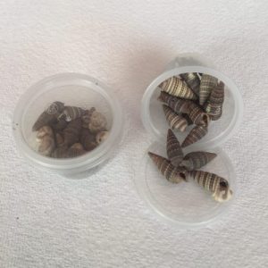 Category Core Seashells
