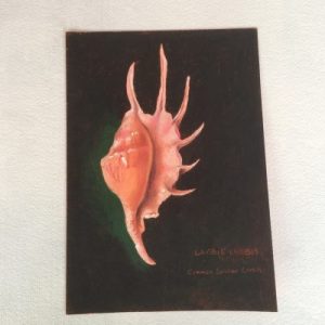 Poster Drawing (Lambis lambis)81