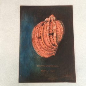 Poster Drawing (Harpa Ventricosa)211