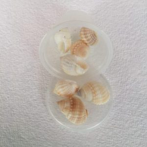 Nassarius Albescen Small