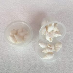 Category Core Seashells