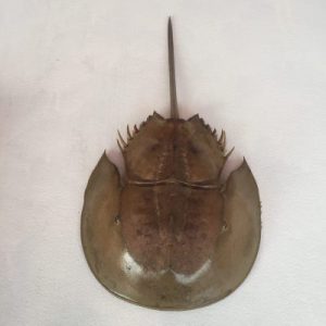 Carcinoscorpius rotundicauda(Horseshoe Crab)