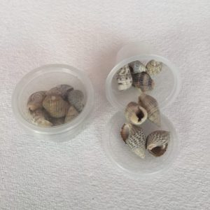 Nassarius Sp Small