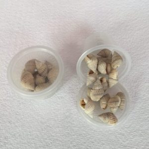 Nassarius Crematus Small (180)