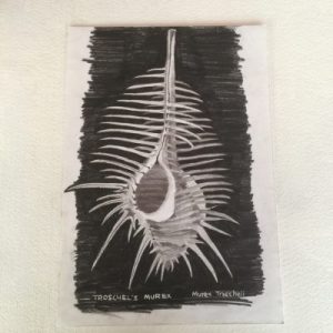 Poster Drawing (Murex Pecten)129