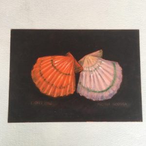 Poster Drawing (Pecten Subnodosa)309