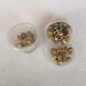 Z Theodoxus Qualaniensis Tiny (55)