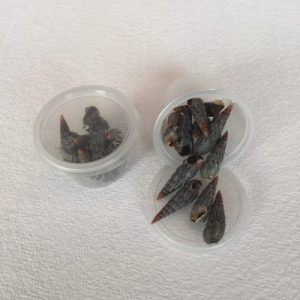 Batillaria Multiformis Small (63)