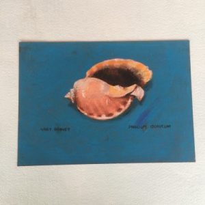 Poster Drawing (Phalium Glaucum)111