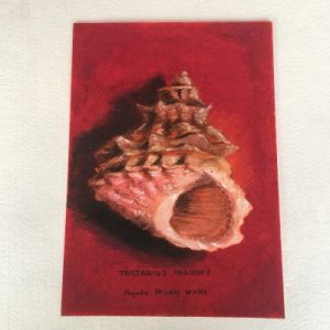 Poster Drawing (Tectarius Pagodus)58