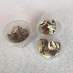 Nassarius Pullus Small(181)