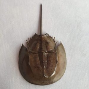 Carcinoscorpius rotundicauda(Horseshoe Crab)