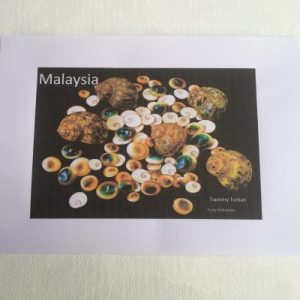 Shells Sticker (Turbo Petholatus)46