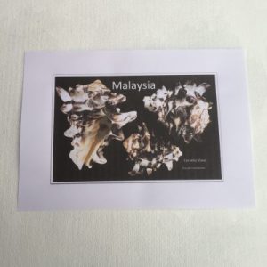 Shells Sticker (Vasum Ceramicum)209