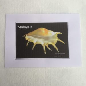 Shells Sticker (Lambis Truncata )82