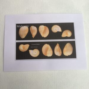 Shells Sticker (Melo Broderipii)215