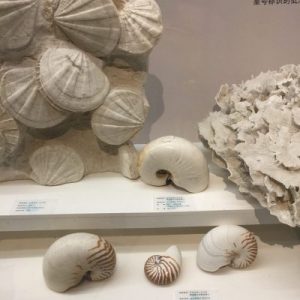 Feng Shui Shells