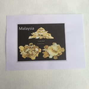 Shells Sticker (Xenophora Konoi)74