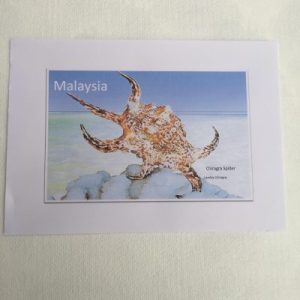 Shells Sticker (Lambis Chiragra)82