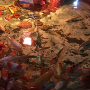 Jaws, Seahorses & Stuffed Fish