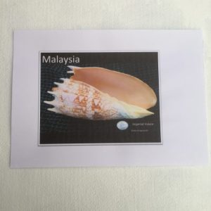 Shells Sticker (Voluta Imperialis)216