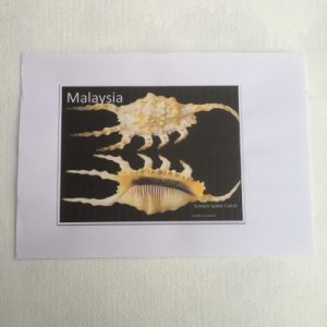 Shells Sticker (Lambis Scorpius)81