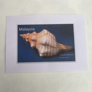 Shells Sticker (Pleuroploca Trapezium)182
